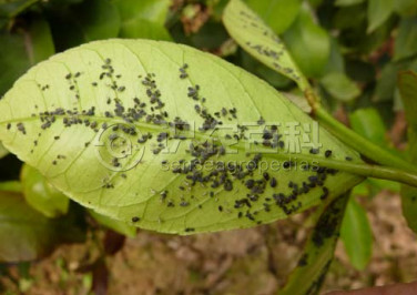 柑橘黄叶症状示例1