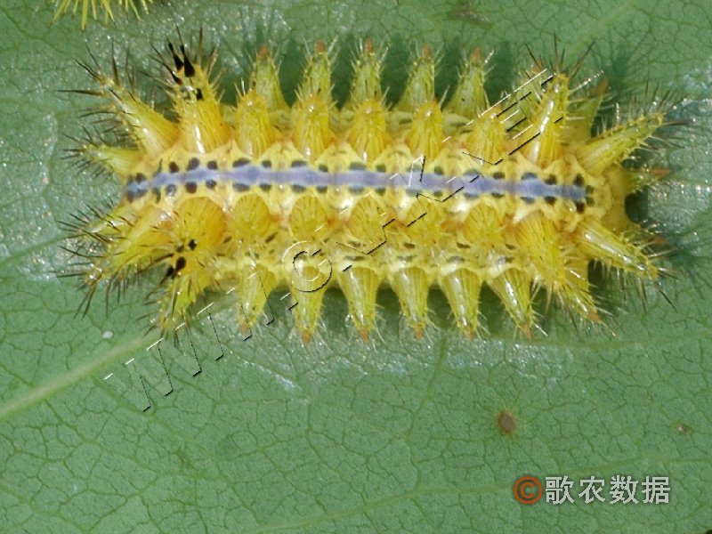 柑橘黄叶症状示例3