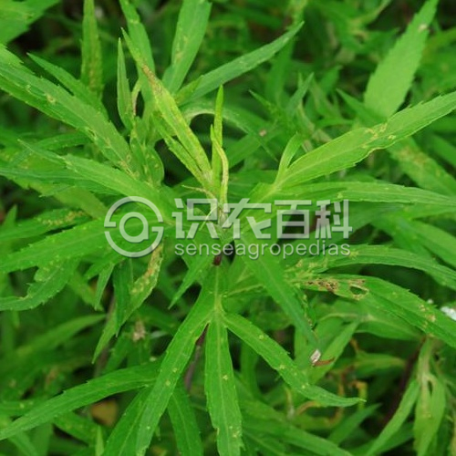 柑橘黄叶症状示例2