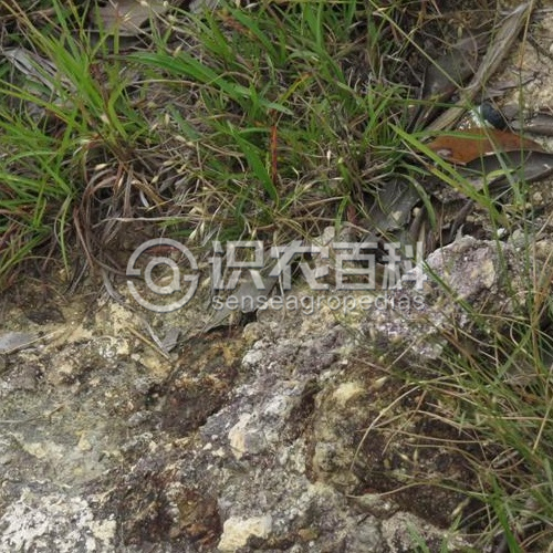 柑橘黄叶症状示例2