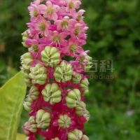 柑橘黄叶症状示例0