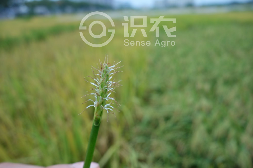 柑橘黄叶症状示例1