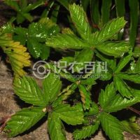 柑橘黄叶症状示例0