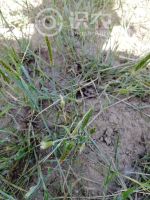 柑橘黄叶症状示例0