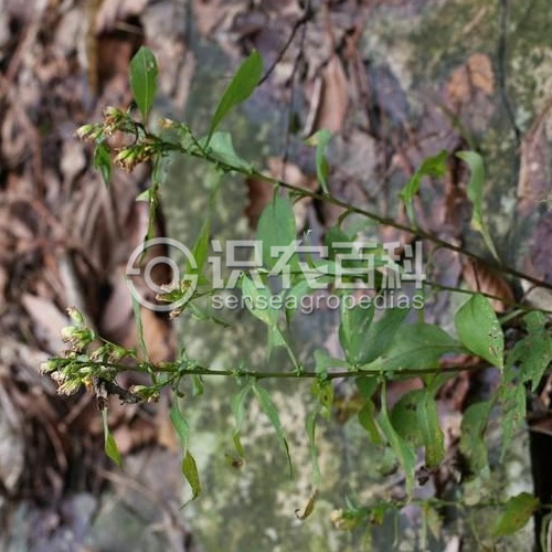 柑橘黄叶症状示例2