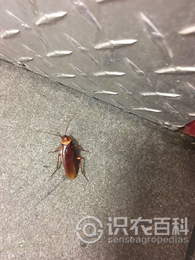 柑橘黄叶症状示例3