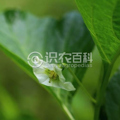 柑橘黄叶症状示例2