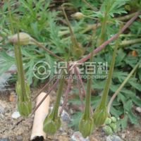 柑橘黄叶症状示例0