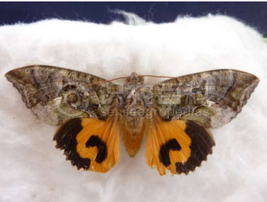 柑橘黄叶症状示例2