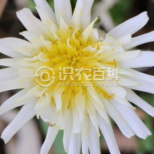 柑橘黄叶症状示例3