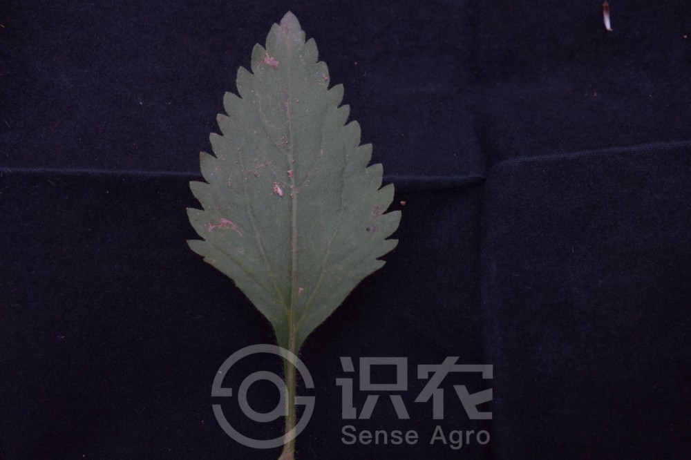 柑橘黄叶症状示例5