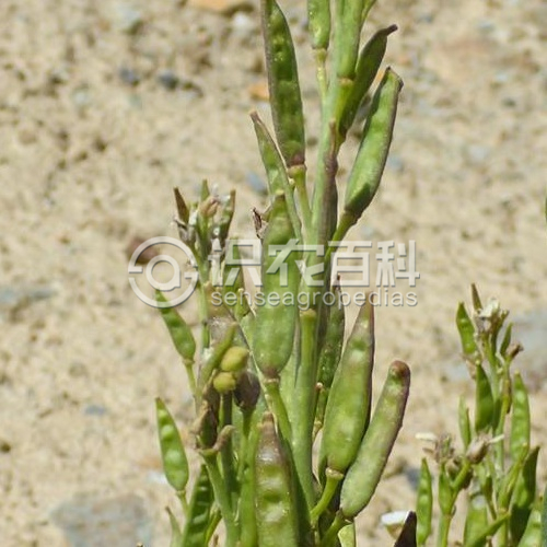 柑橘黄叶症状示例2