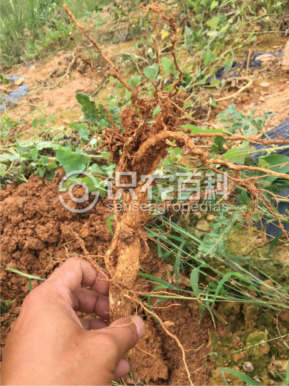 柑橘黄叶症状示例2