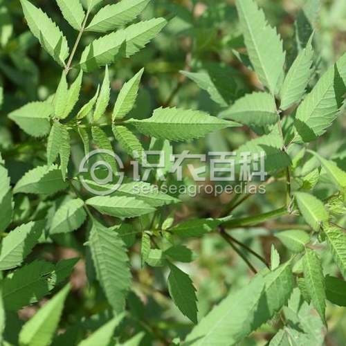 柑橘黄叶症状示例2