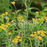 柑橘黄叶症状示例0