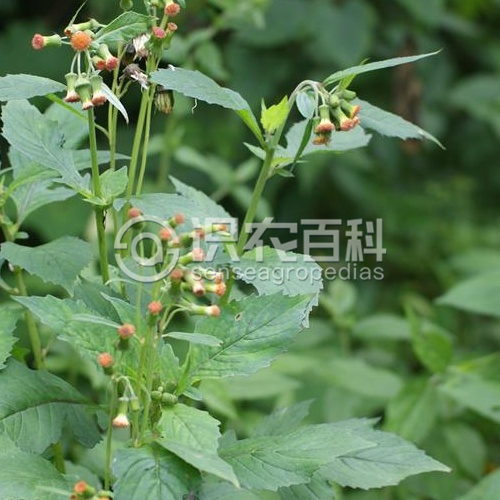 柑橘黄叶症状示例2