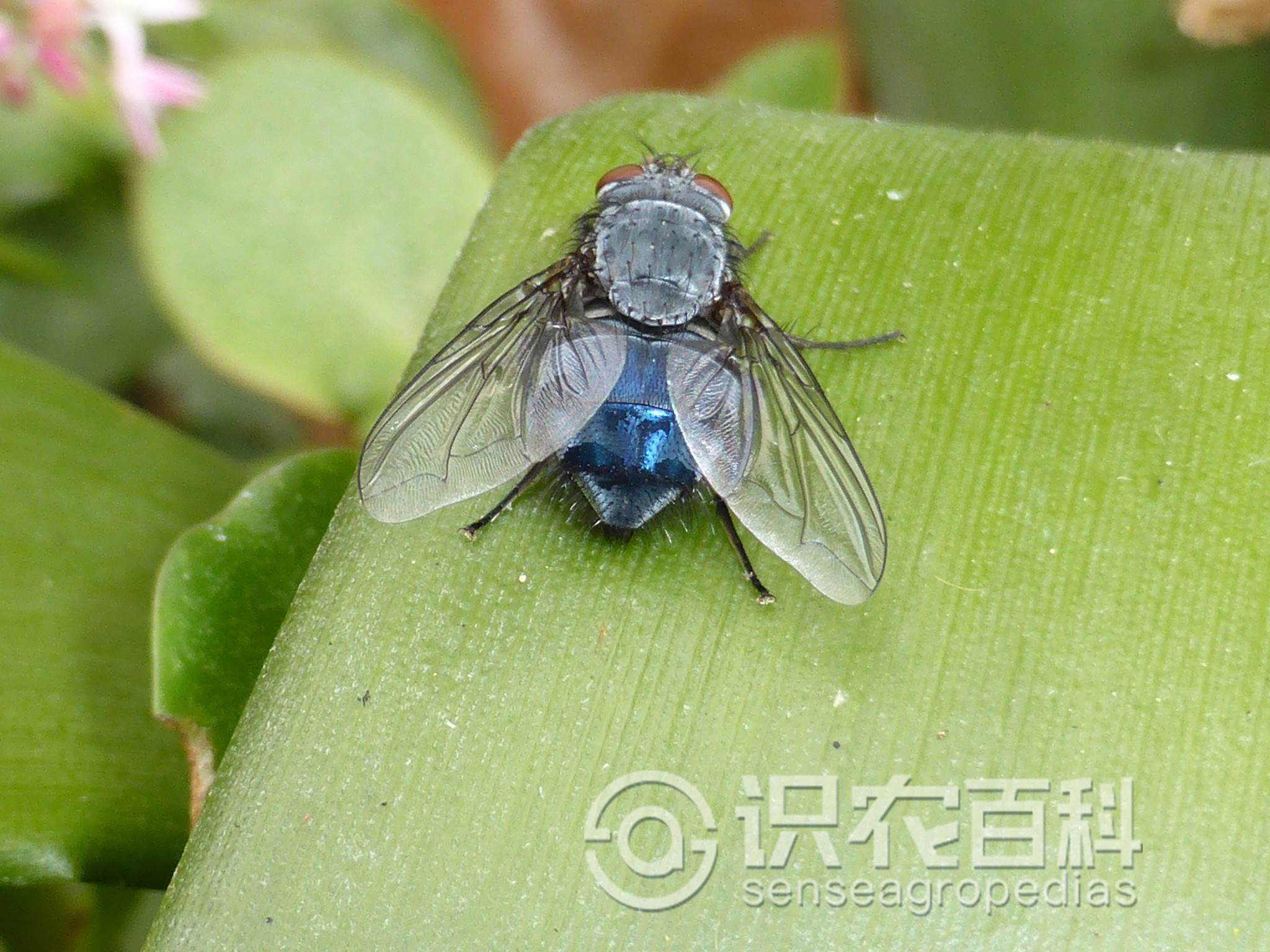 柑橘黄叶症状示例1