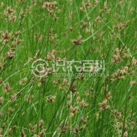 柑橘黄叶症状示例0