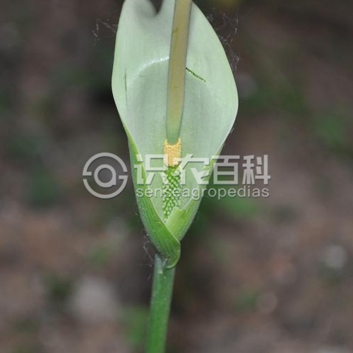 柑橘黄叶症状示例4