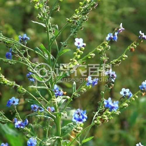 柑橘黄叶症状示例3