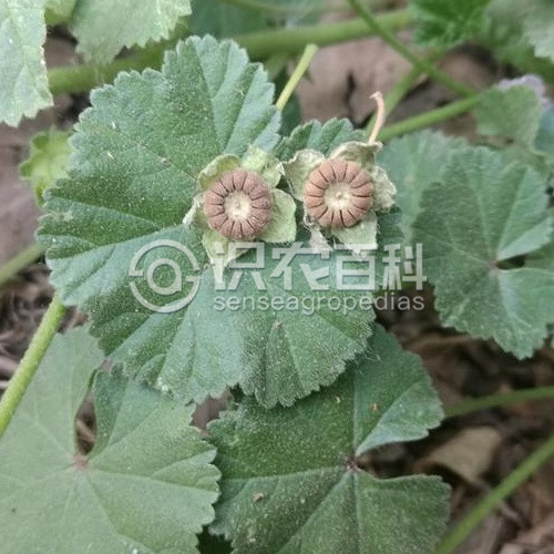 柑橘黄叶症状示例3