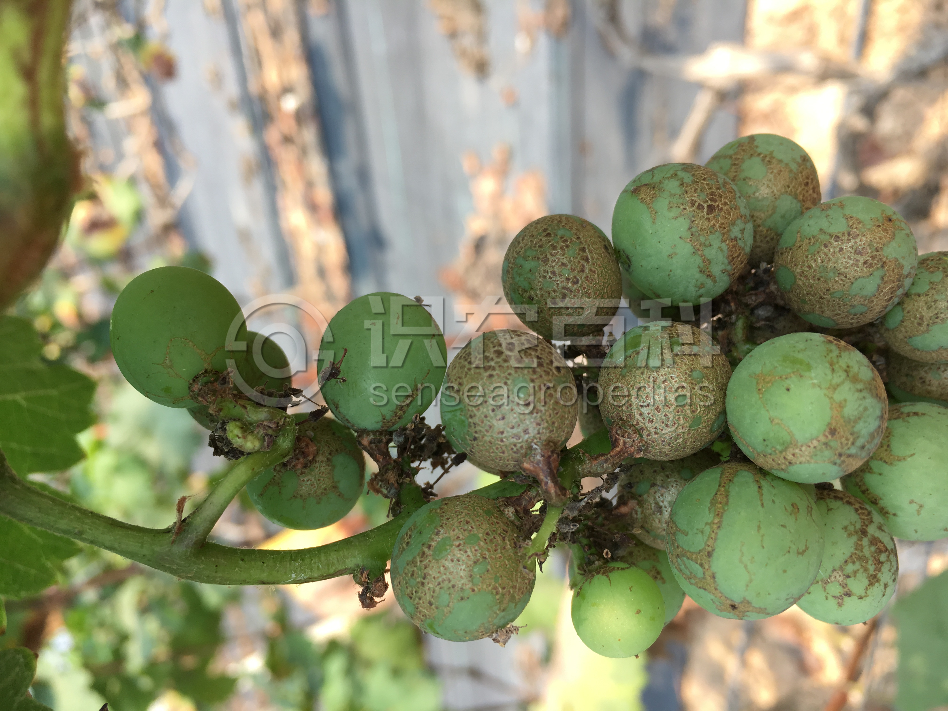 柑橘黄叶症状示例2