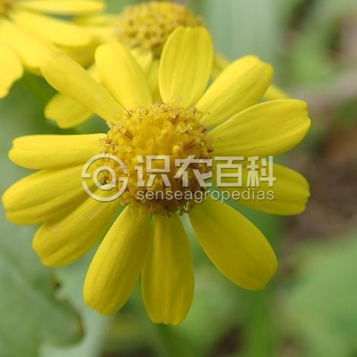 柑橘黄叶症状示例5