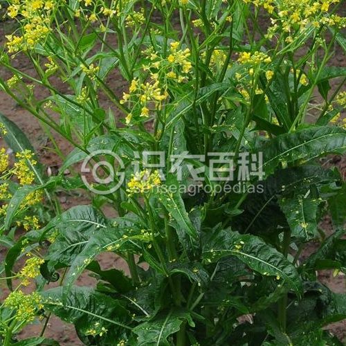 柑橘黄叶症状示例3