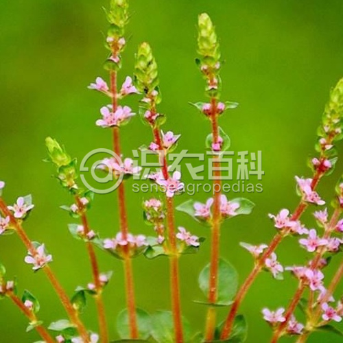 柑橘黄叶症状示例1