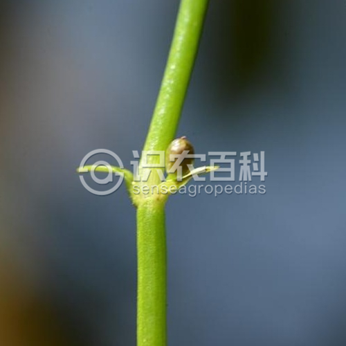 柑橘黄叶症状示例1