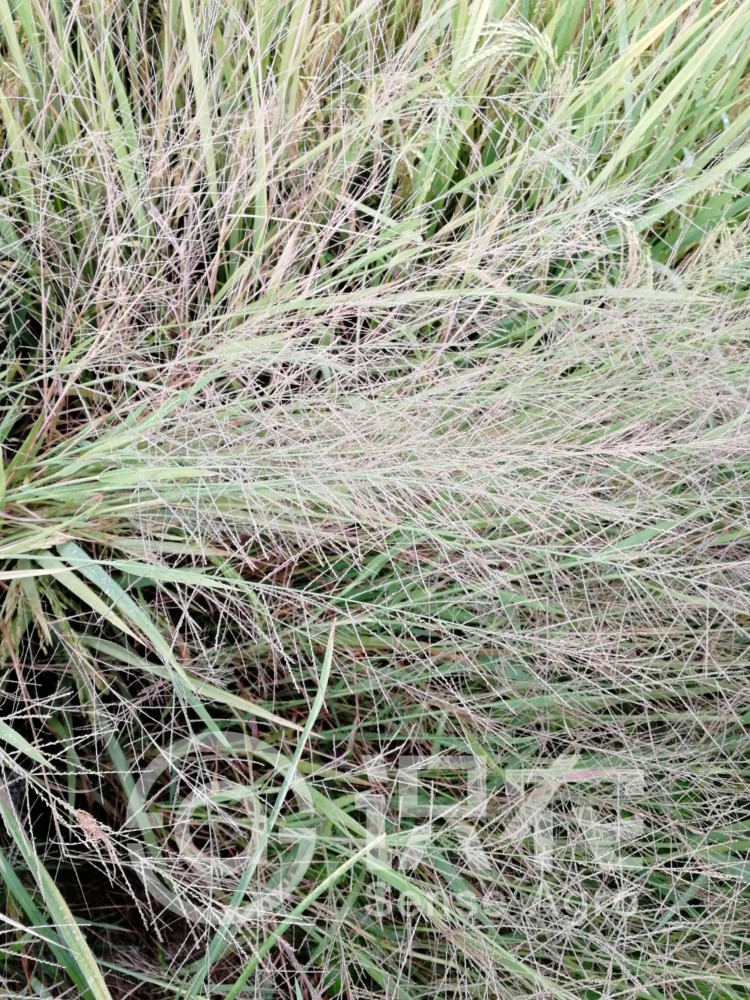 柑橘黄叶症状示例1