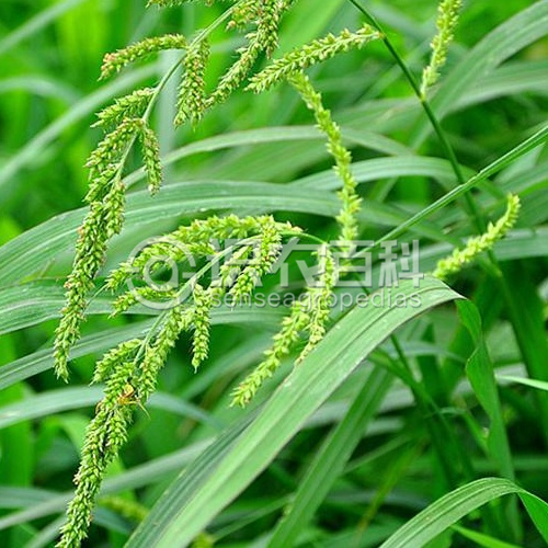 ���ٻ�Ҷ֢״ʾ��3