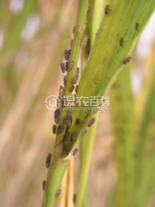 柑橘黄叶症状示例1