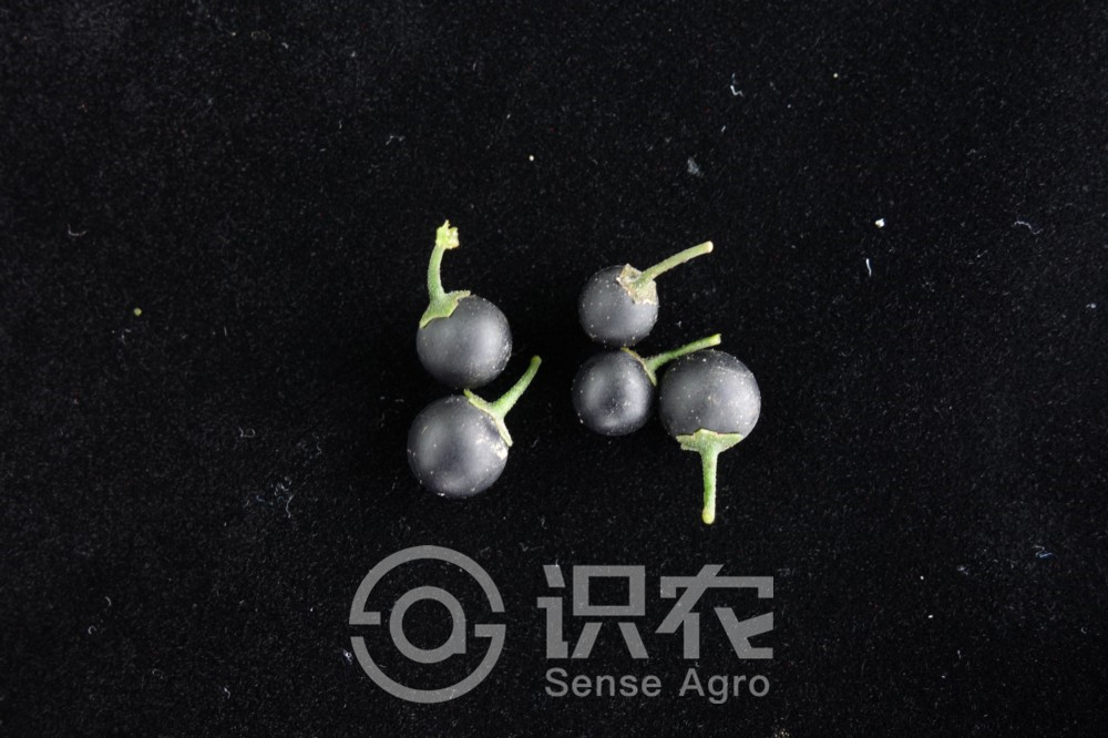 柑橘黄叶症状示例4