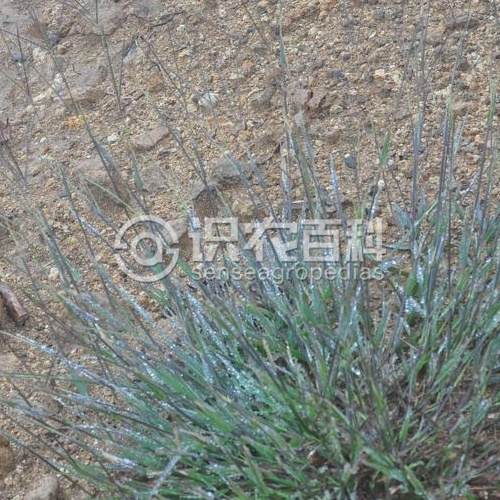 柑橘黄叶症状示例3