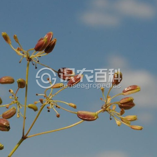 柑橘黄叶症状示例1