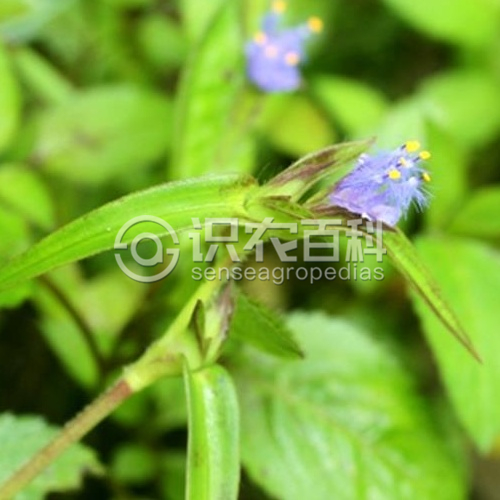 柑橘黄叶症状示例1