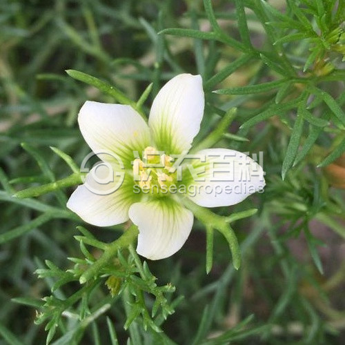 柑橘黄叶症状示例4