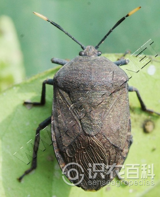 柑橘黄叶症状示例1