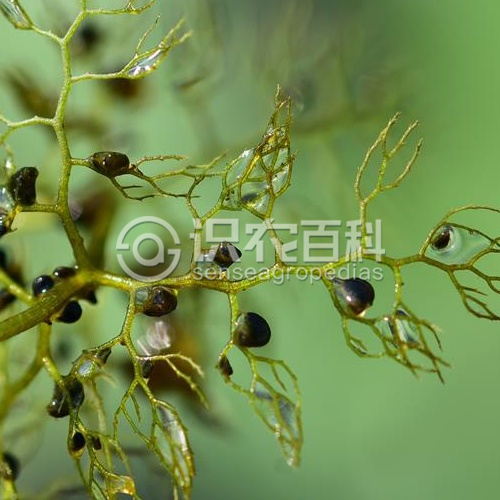 柑橘黄叶症状示例5