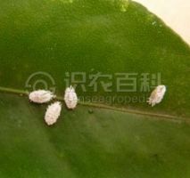 柑橘黄叶症状示例0