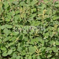 柑橘黄叶症状示例0