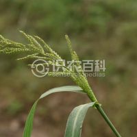 ���ٻ�Ҷ֢״ʾ��0