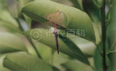 柑橘黄叶症状示例1