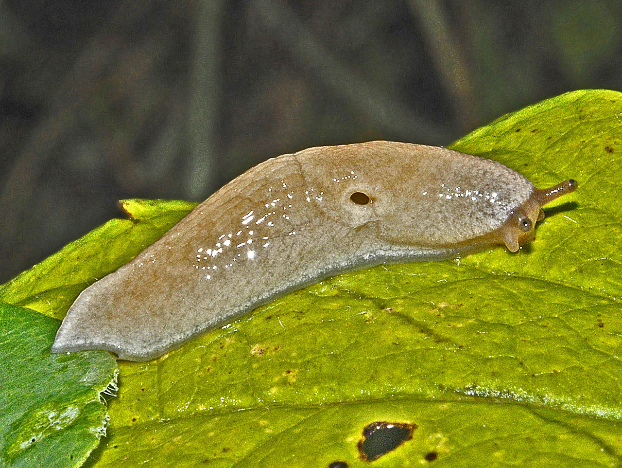 柑橘黄叶症状示例1