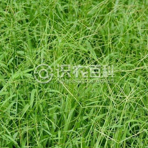 柑橘黄叶症状示例2