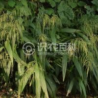 柑橘黄叶症状示例0