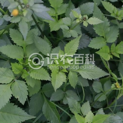 柑橘黄叶症状示例3