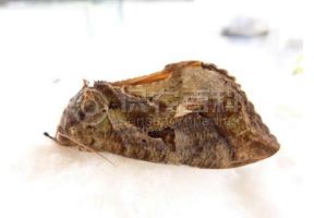 柑橘黄叶症状示例0