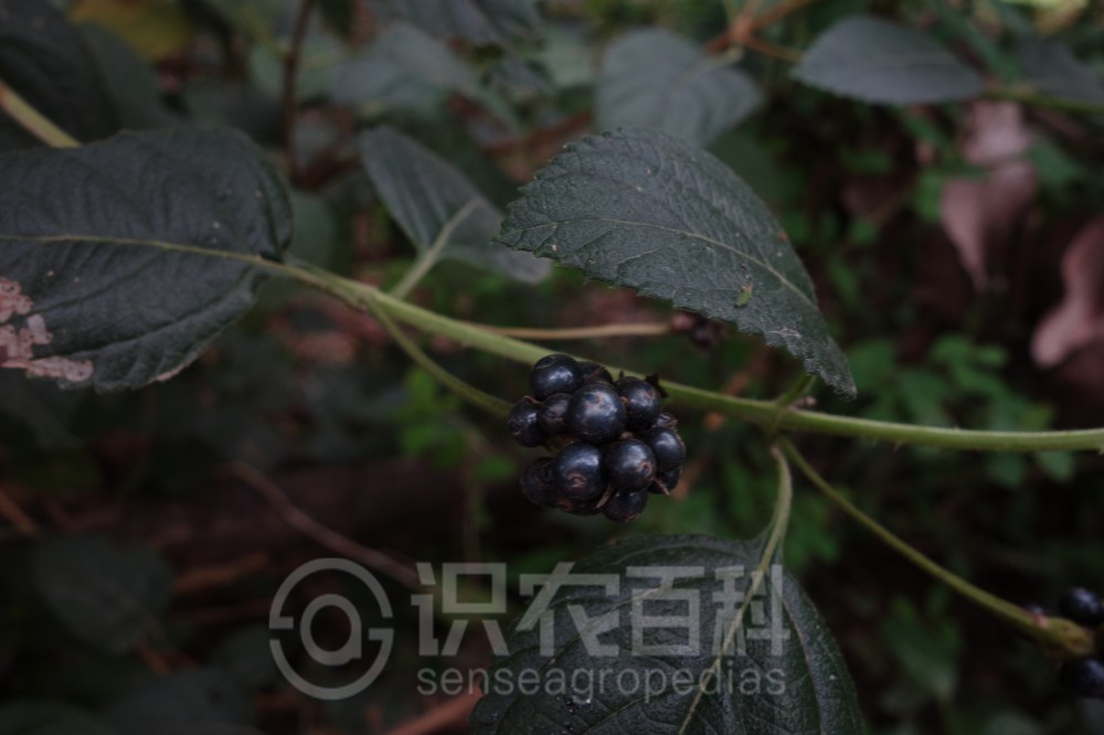 柑橘黄叶症状示例3